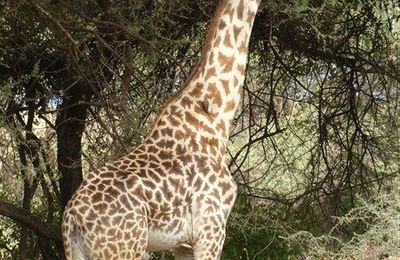 Girafes 3 - Afrique de l'Est