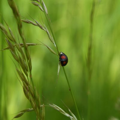 La petite coccinelle défie la loi de la pesanteur...