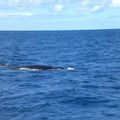 Les baleines (15/08/12)