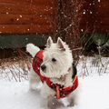 Neige et verglas la Lorraine en vigilance,