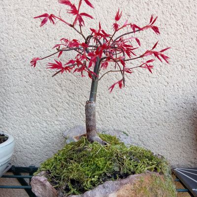 Ça pousse... Bonsai.... Érable 