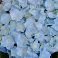 Mes fleurs du dimanche