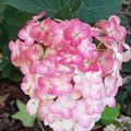 Les fleurs du Bourbonnais