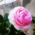 La Rose du samedi...