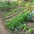 De beaux légumes avec de beaux jardins