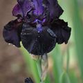  Le remarquable Iris 'Midnigth-oil' presque noir !