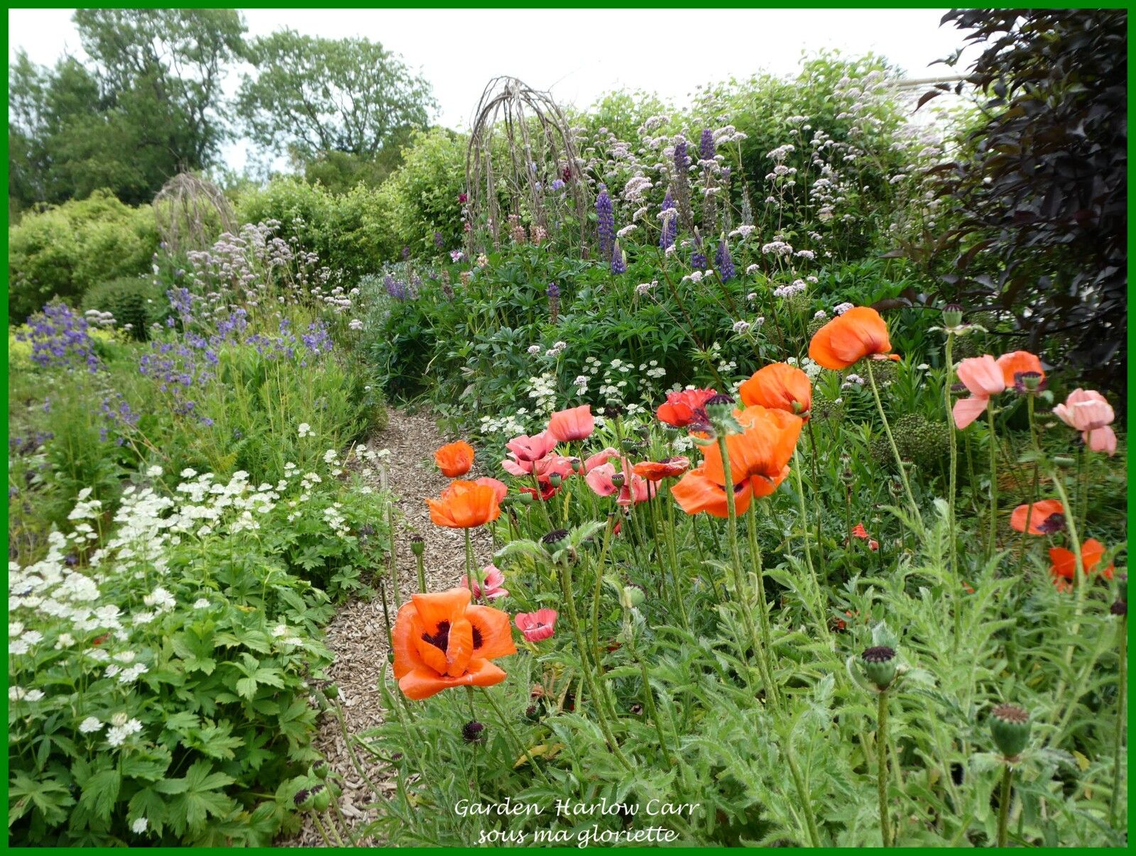 Les jardins de Harlow Carr; YORKSHIRE, Angleterre - 1ère partie/2