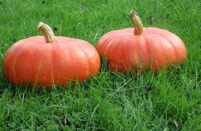 Inspirations d'automne à Beuzeville fin octobre 