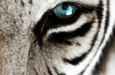 L'oeil du tigre