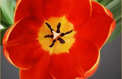 Fleurs du dimanche