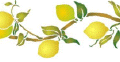 recette des citrons confits