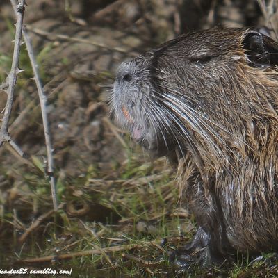 à poils et à plumes