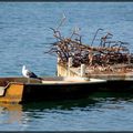 Lac d'Hossegor