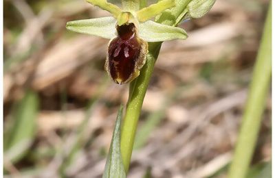 Orchidées 2018!!