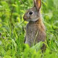 Les lapins de garenne