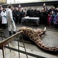 Un girafon euthanasié- retour sur l'actu