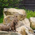 Une loutre Au milieu du parc "L'Île aux serpent"