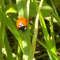 Coccinelles