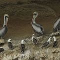 Pelicans thage et fous variés