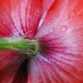 Parapluie