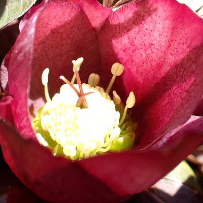 L'herbier des quatre vents 