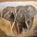 Éléphant d’Afrique