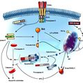 Targeting Ocular Disorders Sept. Boston