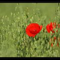 coquelicot