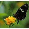 Hunawihr - F - La serre aux papillons