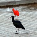 LE ROUGE & LE NOIR