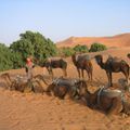 excursion con camellos