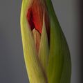 AMARYLLIS ROUGE