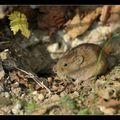 habitant du jardin