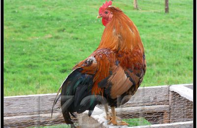 Coq coloré