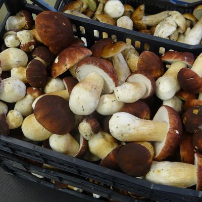 Dernière semaine en Carélie