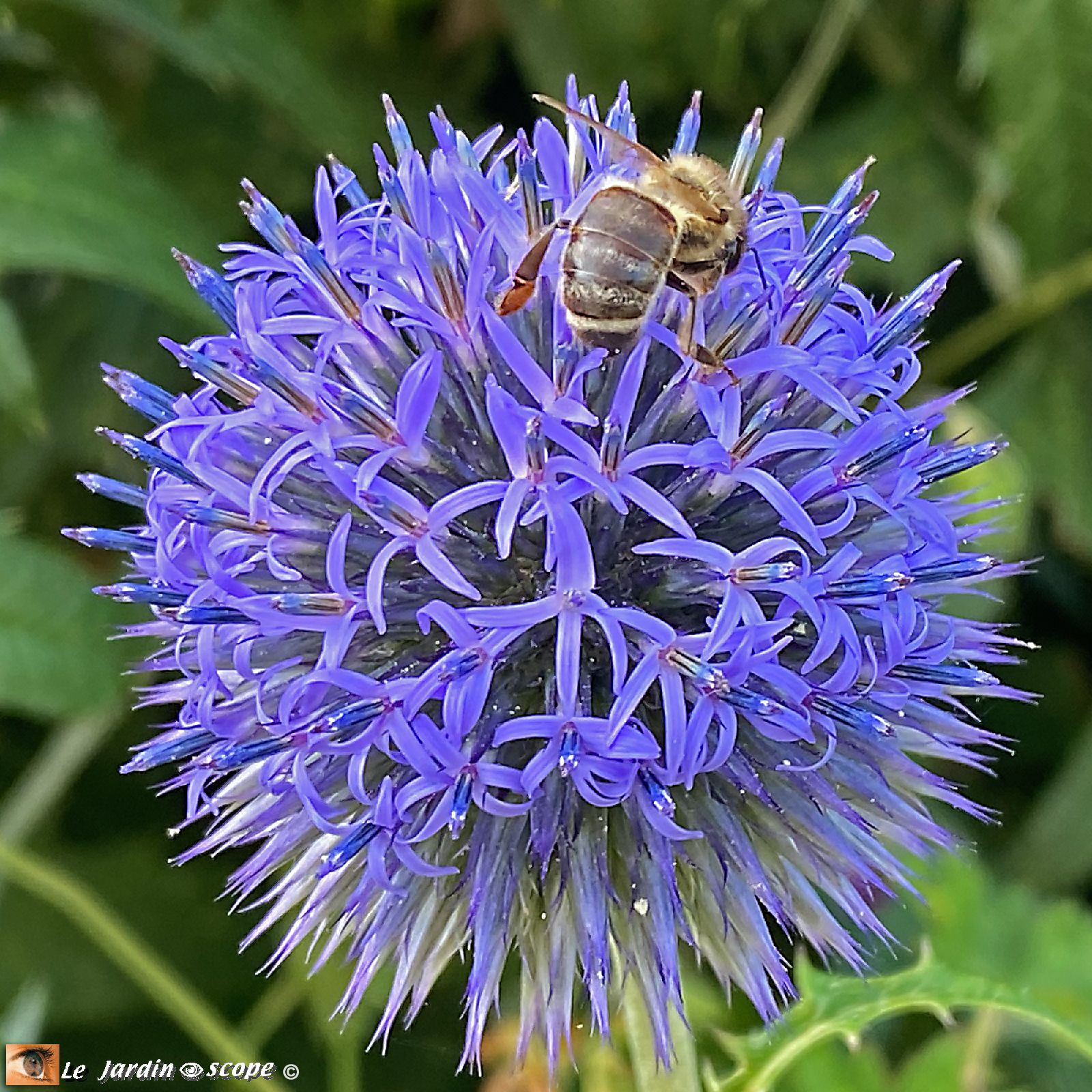 Echinops ritro