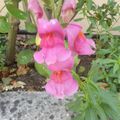 BOCCA DI LEONE- SNAPDRAGON - GUELE-DE-LION