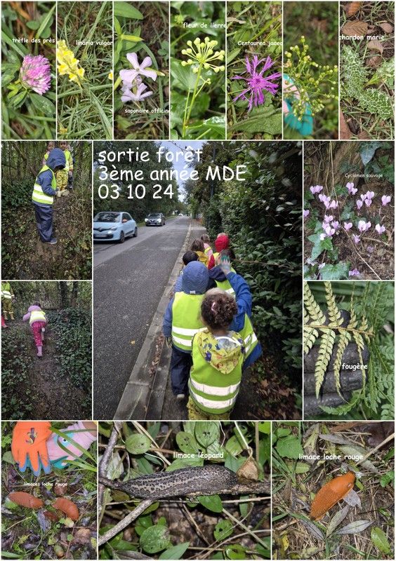 1ère sortie en forêt de l'année