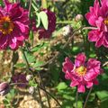 Les anémones du Japon gracieuses, légères et florifères