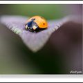 COCCINELLE