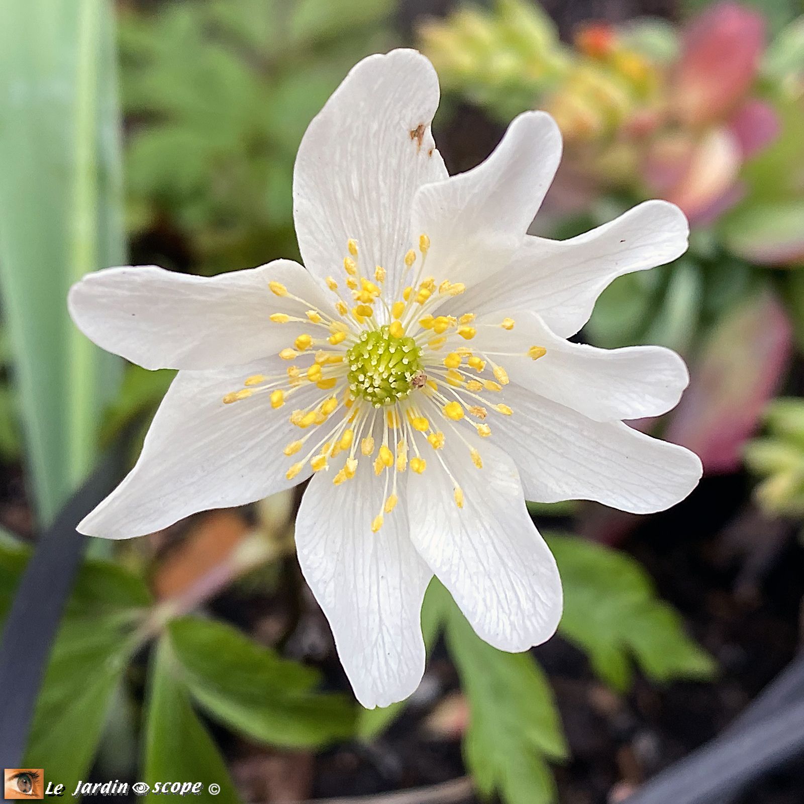 Anémone sylvie • Anemone nemorosa