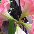 Etonnante amaryllis