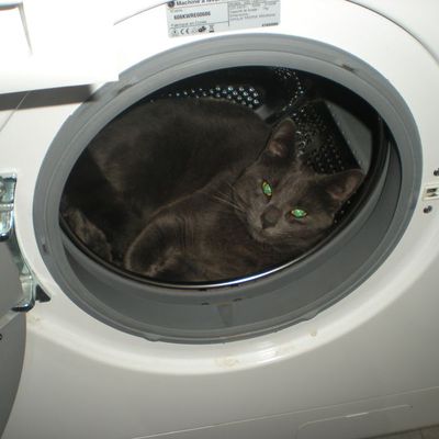 Voici mon chaton de 1 an