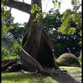 Jardin botanique de Deshais (3).... les arbres