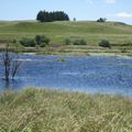 Tourbière de l'Aubrac