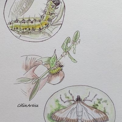 ♥La pyrale du buis et sa chenille