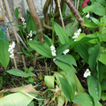 muguet en pleine floraison !