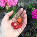 Fragment socks et fraises