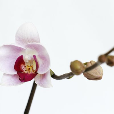 Orchidée, 1ère fleur , c'est le printemps!