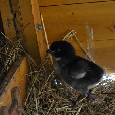 Naissance au poulailler